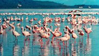 Upravo smo saznali zašto flamingosi stoje na jednoj nozi, a ne na dve