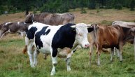 Jeziva tragedija kod Foče: Čobanina Gojka raskomadali razjareni bikovi