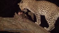 ZA DOBRO JUTRO: Leopard ubio majmunicu, pa je ugledao njenu bebu. Sledeći trenutak je nestvaran (VIDEO)