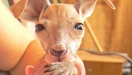 ZA DOBRO JUTRO: Beba kengur je ostala siroče, a kako ona zeva je nešto najlepše što ćete videti (VIDEO)