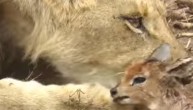 ZA DOBRO JUTRO: Lavica naišla na usamljenu bebu antilope i istog trenutka oborila sve zakone prirode (VIDEO)
