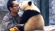 ZA DOBRO JUTRO: Panda i čuvar se toliko obožavaju da ne mogu nikako da prestanu da se grle i ljube. Njihovi selfiji su dokaz (VIDEO)