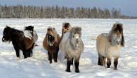 ZA DOBRO JUTRO: Ovi neodoljivi konji žive u Sibiru, mogu da izdrže hladnoću i na -70 stepeni (FOTO) (VIDEO)