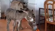Magarica i njeno mladunče ušetali u kuhinju, pa se počastili kolačima (VIDEO)